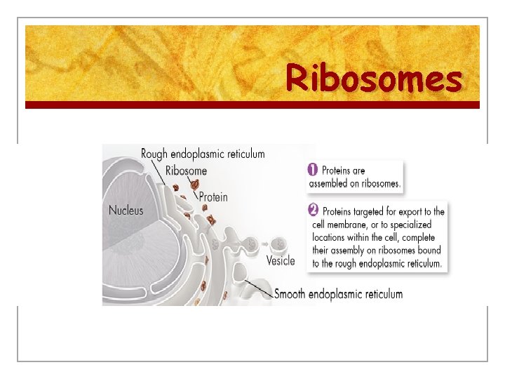 Ribosomes 