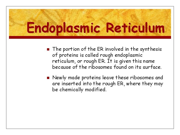 Endoplasmic Reticulum n n The portion of the ER involved in the synthesis of