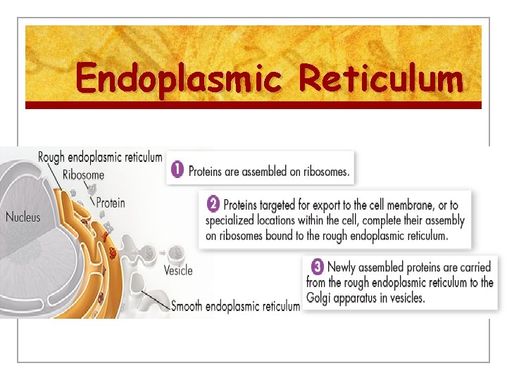 Endoplasmic Reticulum 