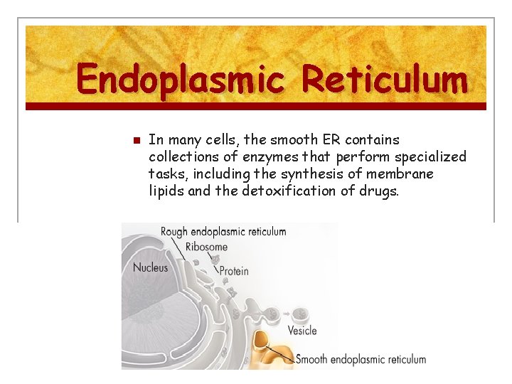 Endoplasmic Reticulum n In many cells, the smooth ER contains collections of enzymes that