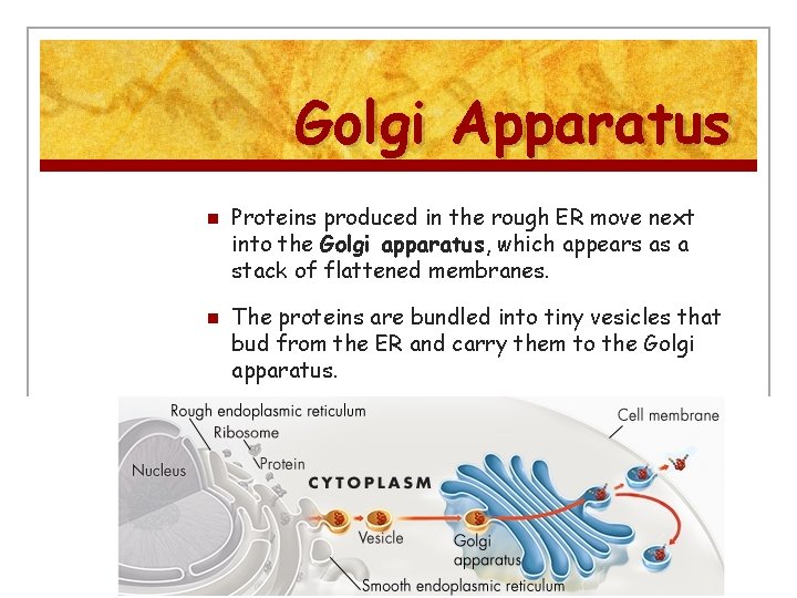 Golgi Apparatus n n Proteins produced in the rough ER move next into the