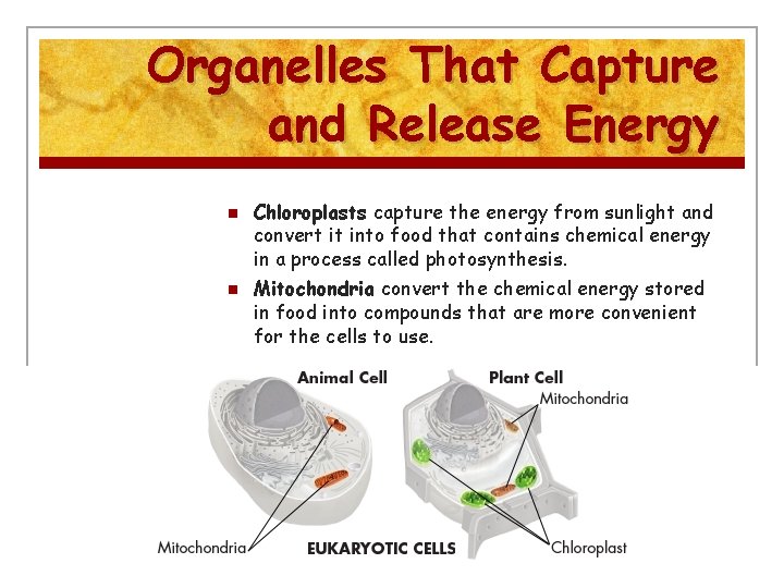Organelles That Capture and Release Energy n n Chloroplasts capture the energy from sunlight