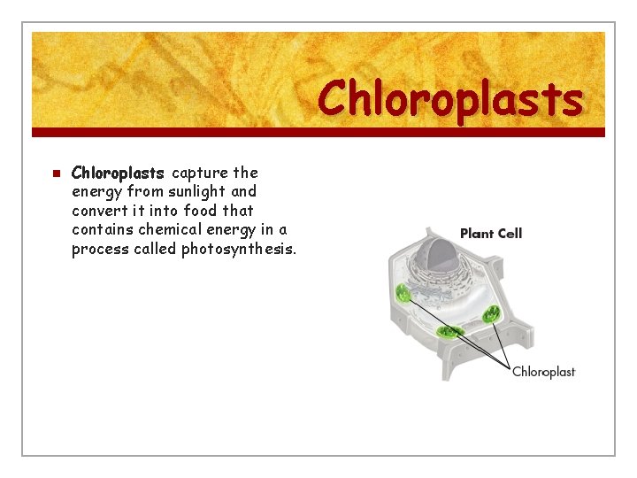 Chloroplasts n Chloroplasts capture the energy from sunlight and convert it into food that