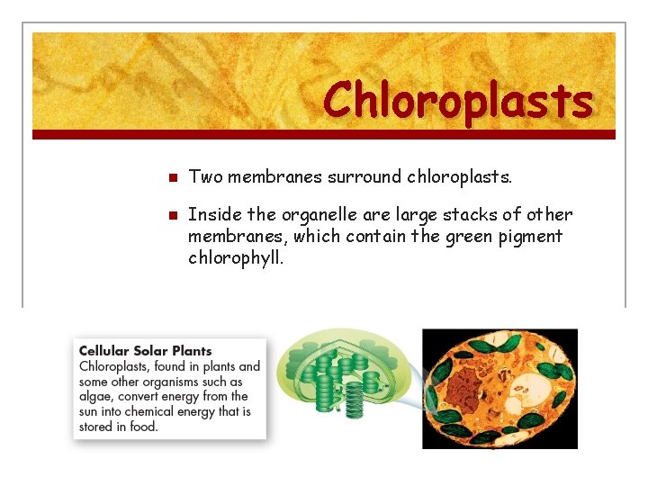 Chloroplasts n n Two membranes surround chloroplasts. Inside the organelle are large stacks of