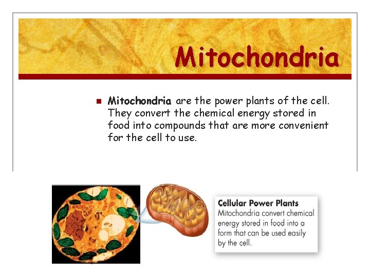 Mitochondria n Mitochondria are the power plants of the cell. They convert the chemical