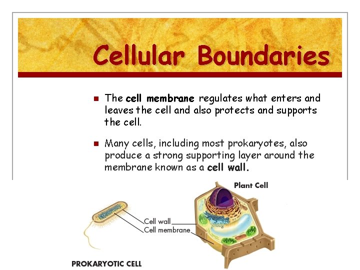 Cellular Boundaries n n The cell membrane regulates what enters and leaves the cell