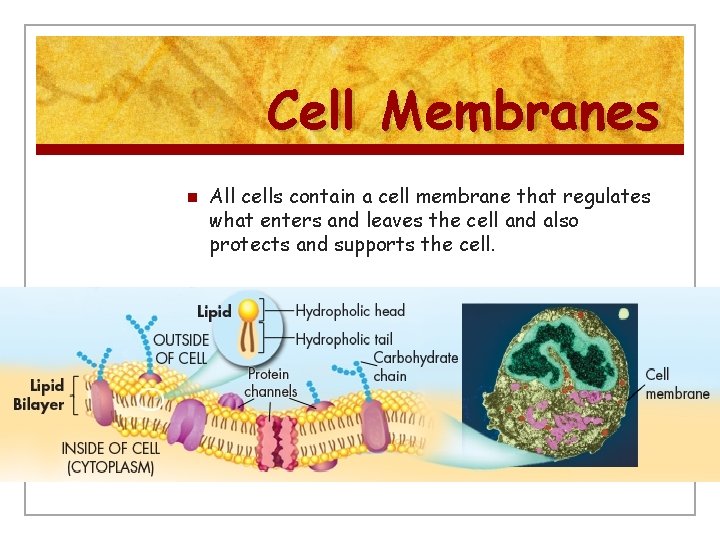 Cell Membranes n All cells contain a cell membrane that regulates what enters and
