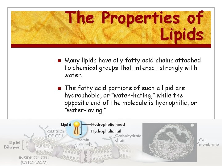 The Properties of Lipids n n Many lipids have oily fatty acid chains attached