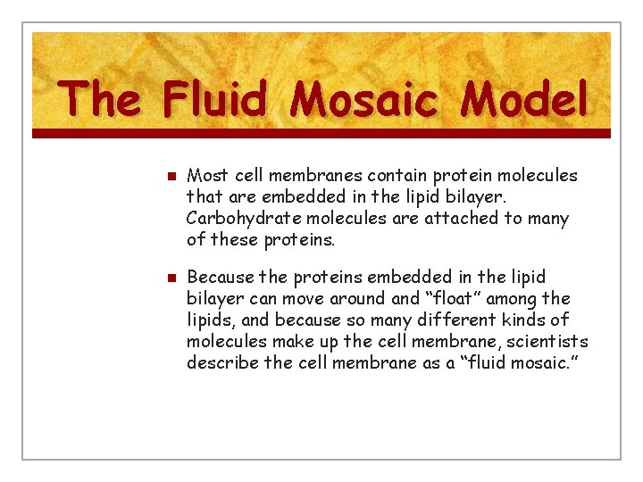 The Fluid Mosaic Model n n Most cell membranes contain protein molecules that are