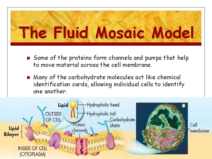 The Fluid Mosaic Model n n Some of the proteins form channels and pumps