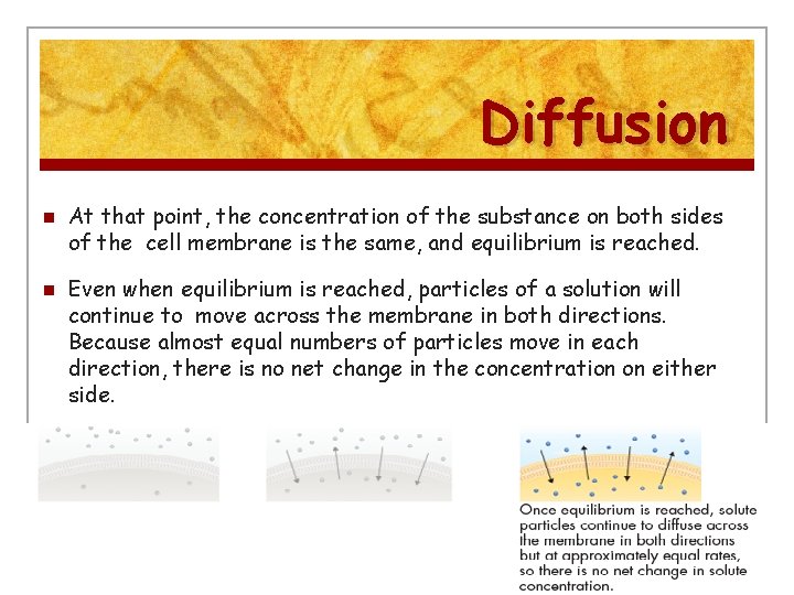 Diffusion n n At that point, the concentration of the substance on both sides