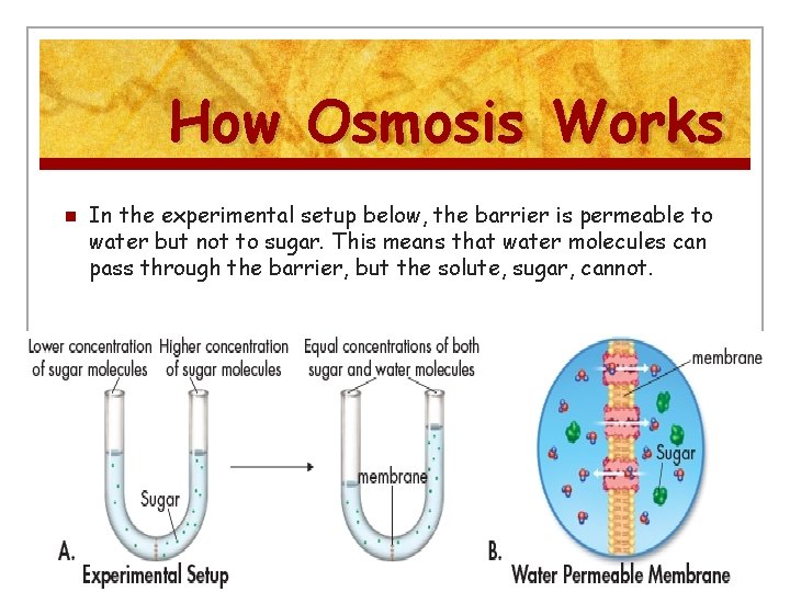 How Osmosis Works n In the experimental setup below, the barrier is permeable to