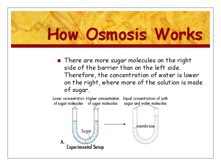 How Osmosis Works n There are more sugar molecules on the right side of