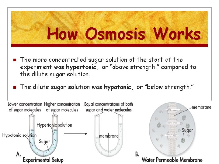 How Osmosis Works n n The more concentrated sugar solution at the start of