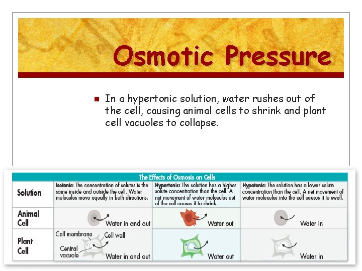 Osmotic Pressure n In a hypertonic solution, water rushes out of the cell, causing