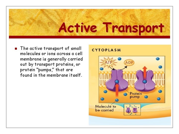Active Transport n The active transport of small molecules or ions across a cell
