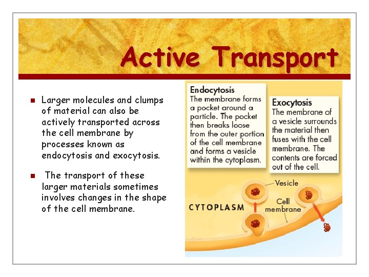 Active Transport n n Larger molecules and clumps of material can also be actively