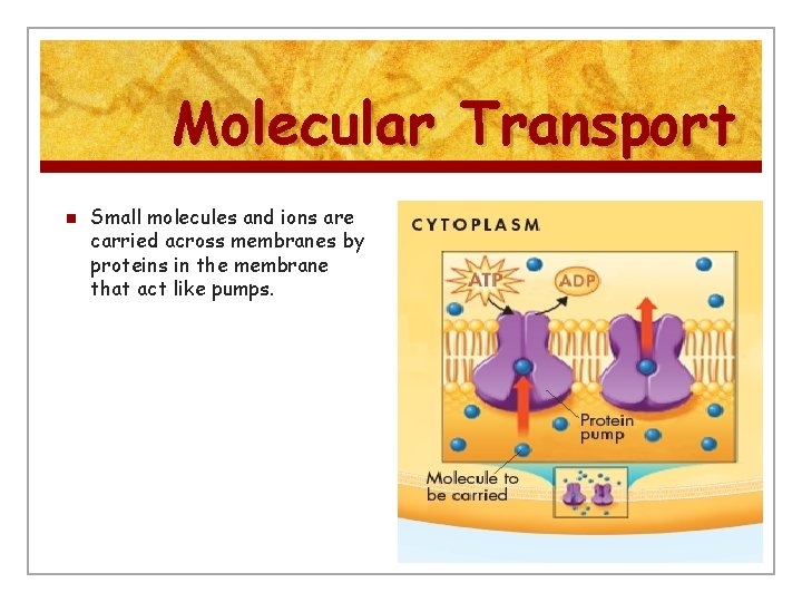 Molecular Transport n Small molecules and ions are carried across membranes by proteins in