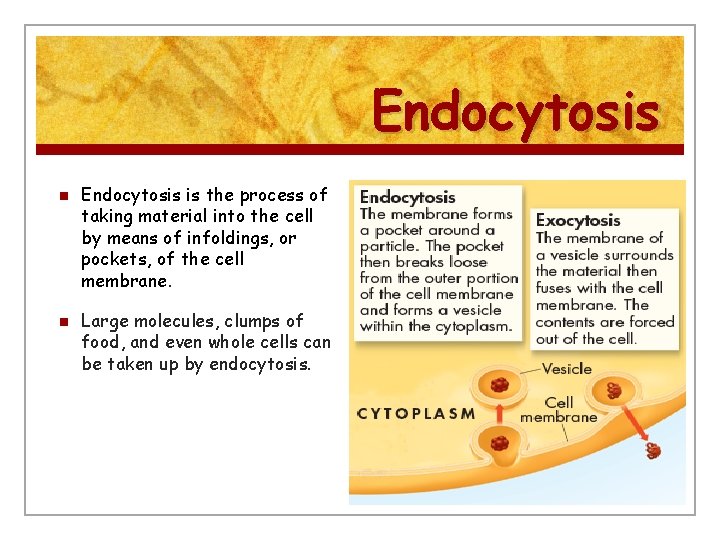 Endocytosis n n Endocytosis is the process of taking material into the cell by