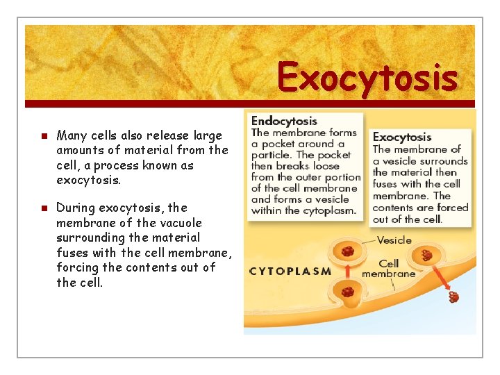 Exocytosis n n Many cells also release large amounts of material from the cell,