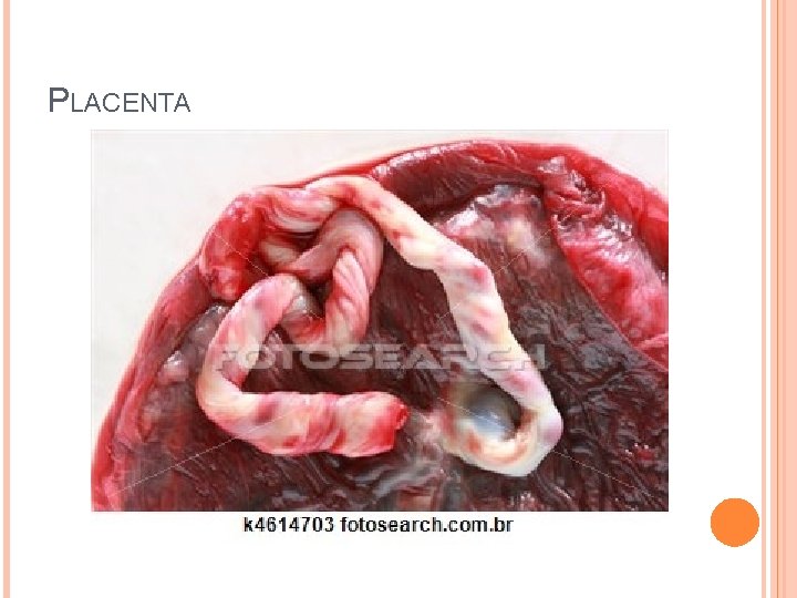 PLACENTA 