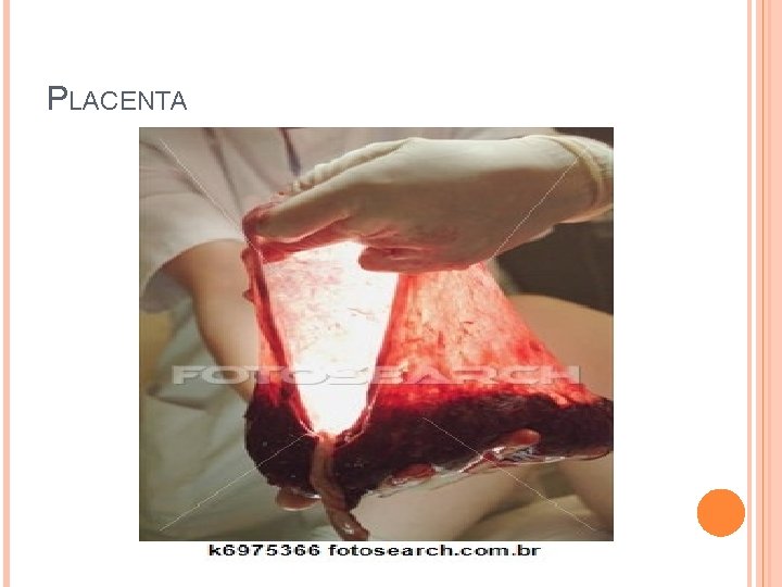 PLACENTA 