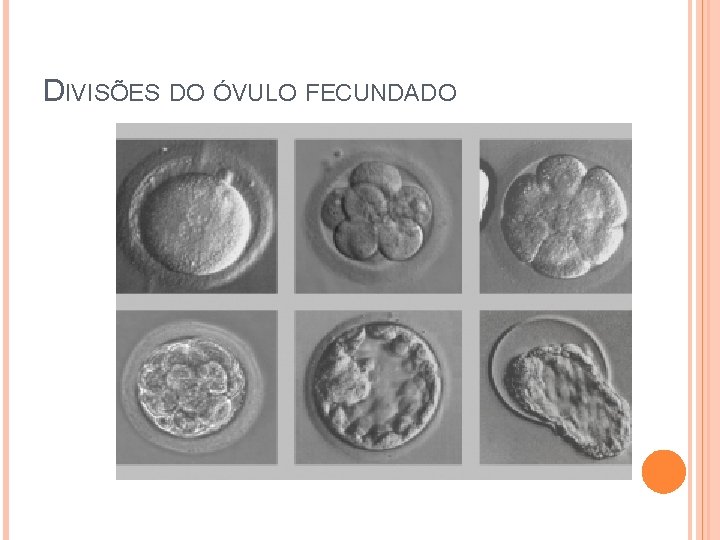 DIVISÕES DO ÓVULO FECUNDADO 