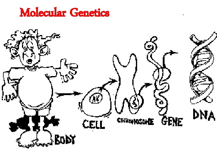 Molecular Genetics 