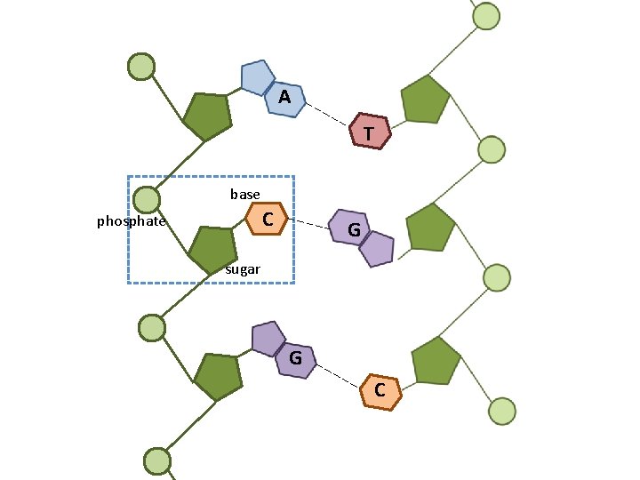A T base C phosphate G sugar G C 