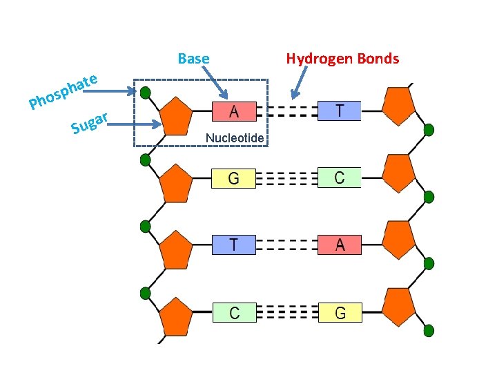 Base s o h P e t a ph r a Sug Nucleotide Hydrogen