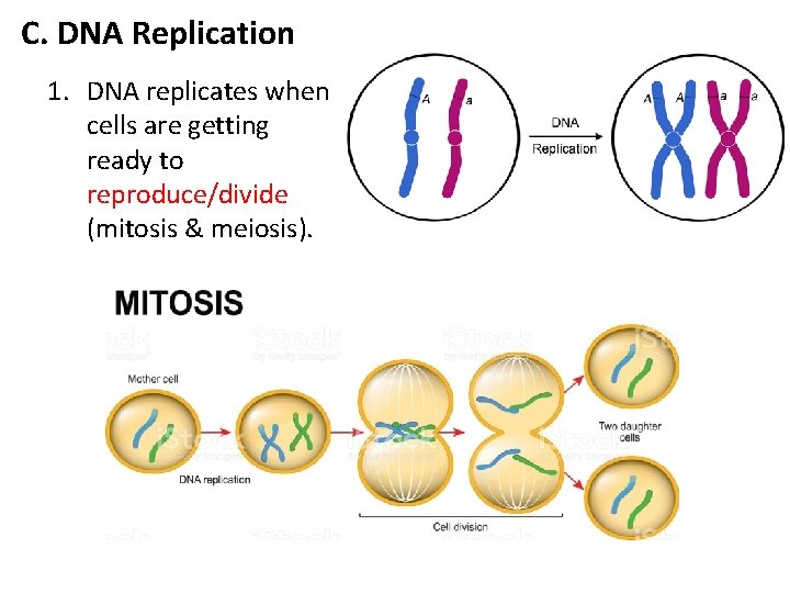 C. DNA Replication 1. DNA replicates when cells are getting ready to reproduce/divide (mitosis