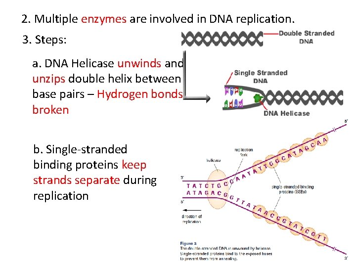 2. Multiple enzymes are involved in DNA replication. 3. Steps: a. DNA Helicase unwinds