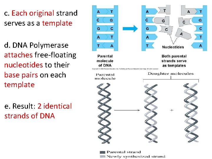 c. Each original strand serves as a template d. DNA Polymerase attaches free-floating nucleotides