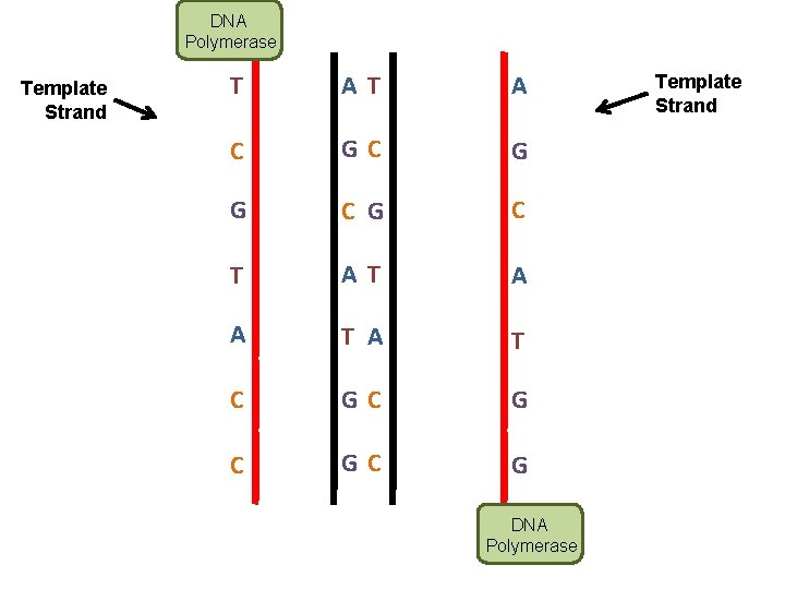 DNA Polymerase Template Strand T AT A C GC G G C T AT