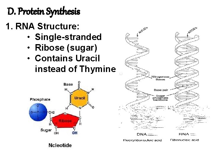 D. Protein Synthesis 1. RNA Structure: • Single-stranded • Ribose (sugar) • Contains Uracil