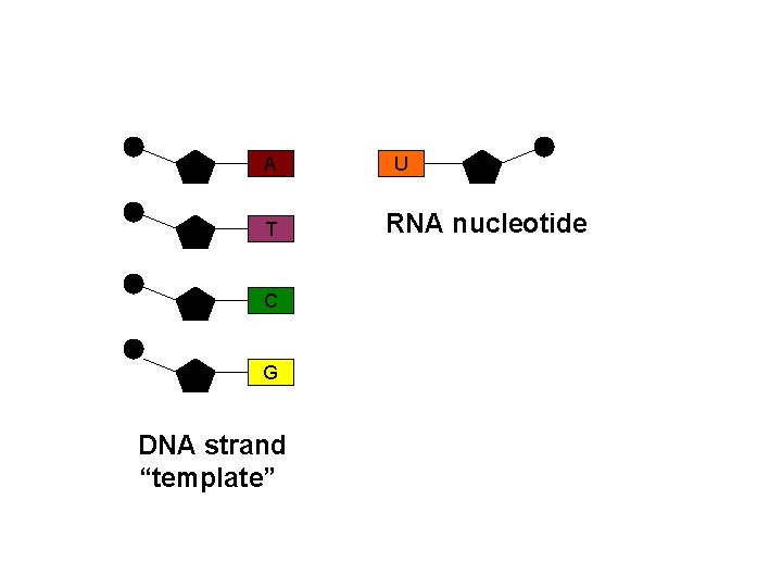 A T C G DNA strand “template” U RNA nucleotide 