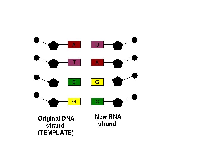 A U T A C G G C Original DNA strand (TEMPLATE) New RNA