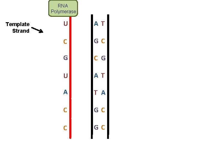 RNA Polymerase Template Strand U AT C GC G U AT A C GC