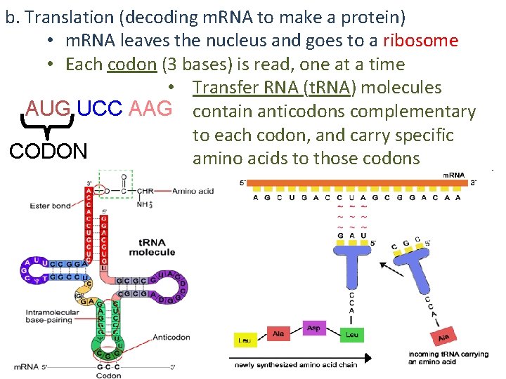 b. Translation (decoding m. RNA to make a protein) • m. RNA leaves the