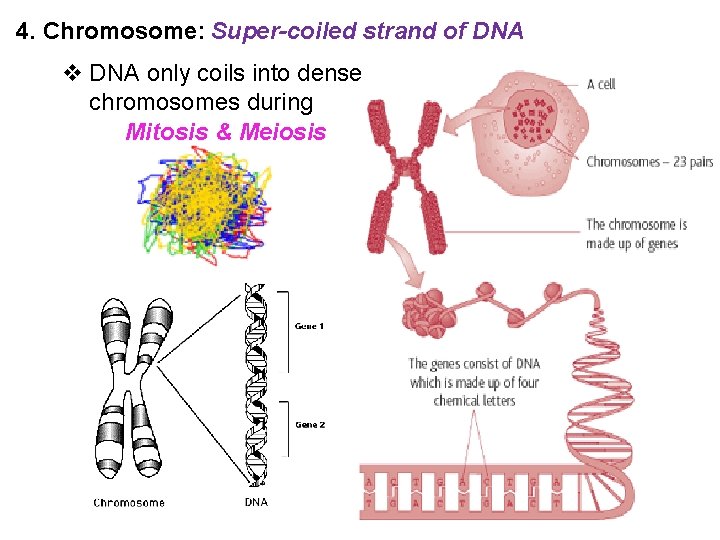 4. Chromosome: Super-coiled strand of DNA v DNA only coils into dense chromosomes during