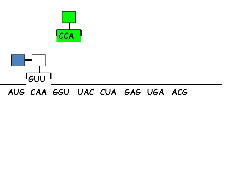 CCA GUU AUG CAA GGU UAC CUA GAG UGA ACG 