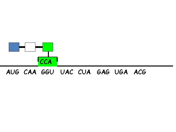 CCA AUG CAA GGU UAC CUA GAG UGA ACG 