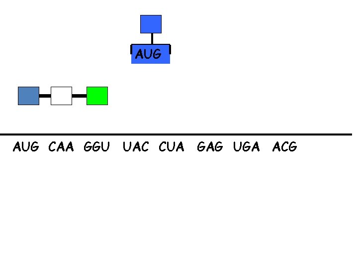 AUG CAA GGU UAC CUA GAG UGA ACG 