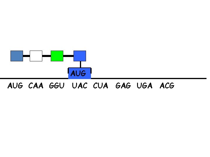 AUG CAA GGU UAC CUA GAG UGA ACG 