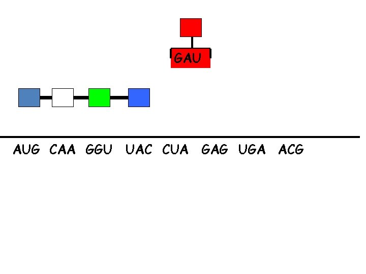 GAU AUG CAA GGU UAC CUA GAG UGA ACG 