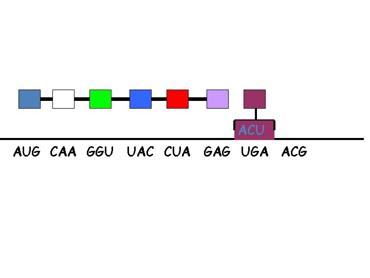 ACU AUG CAA GGU UAC CUA GAG UGA ACG 