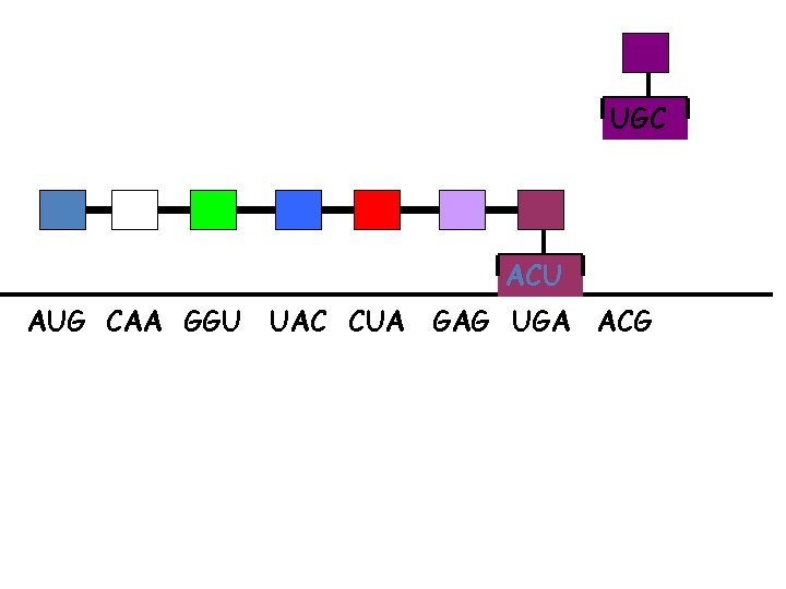 UGC ACU AUG CAA GGU UAC CUA GAG UGA ACG 