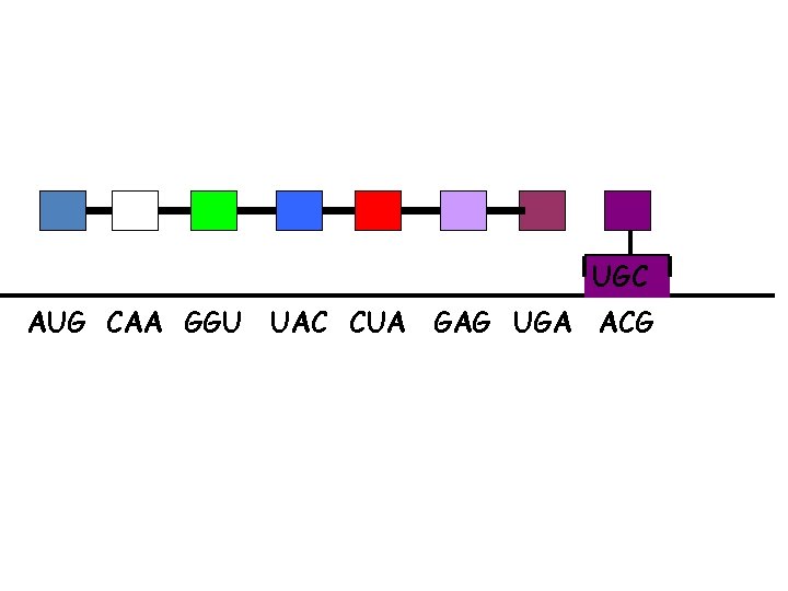 UGC AUG CAA GGU UAC CUA GAG UGA ACG 