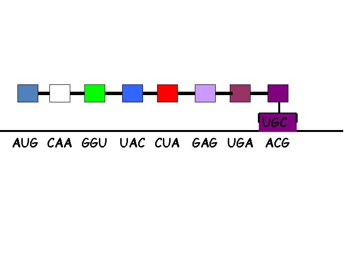 UGC AUG CAA GGU UAC CUA GAG UGA ACG 