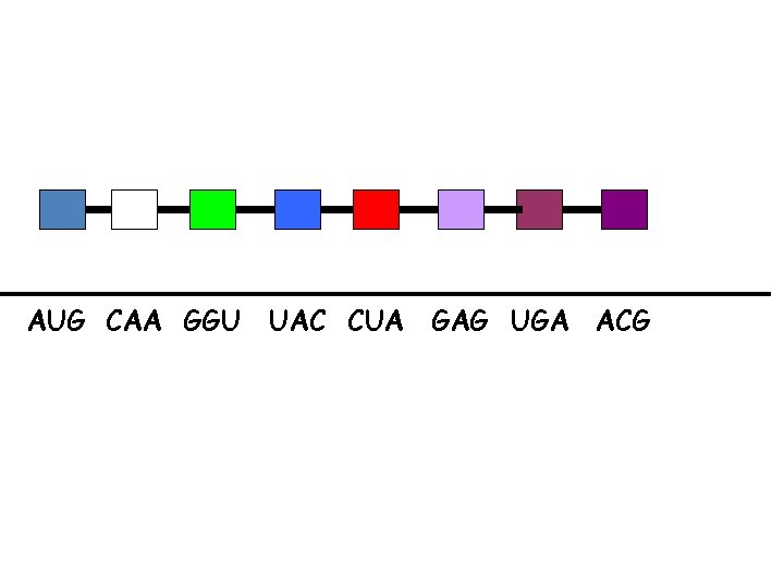 AUG CAA GGU UAC CUA GAG UGA ACG 